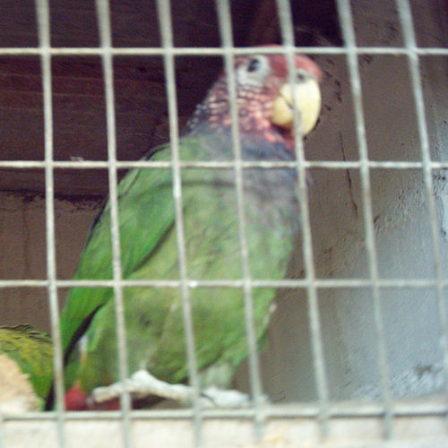 Speckle-faced parrot